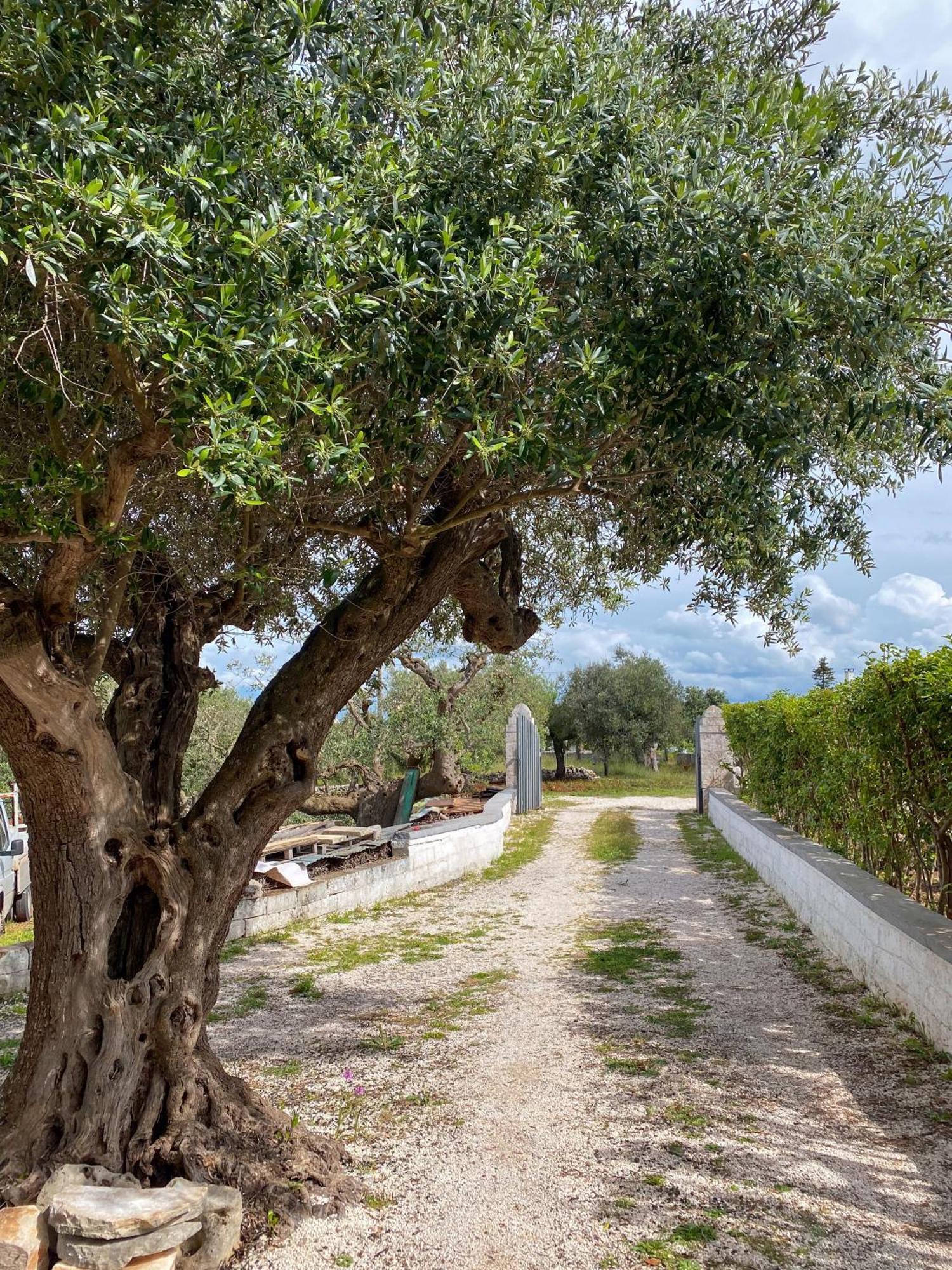 Apartamento Trullo Pinto Locorotondo Exterior foto